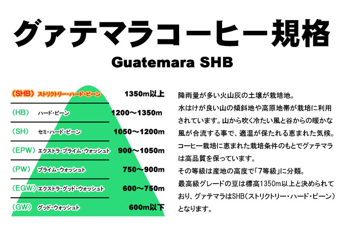 【送料無料】グァテマラSHB(1.2kg)